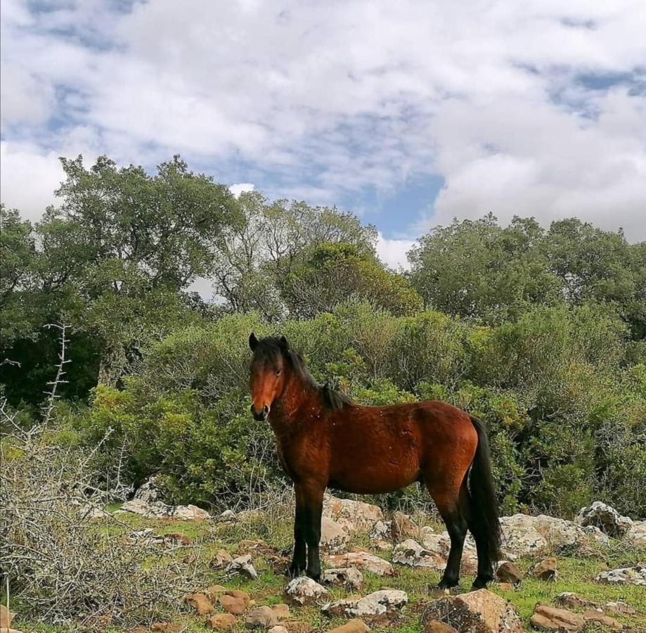 Casa Susanna Rural Sardinia Sini Kültér fotó